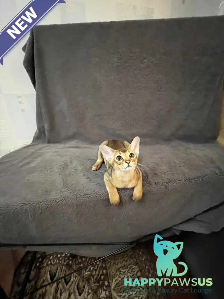 Betti Abyssinian female black - live animals