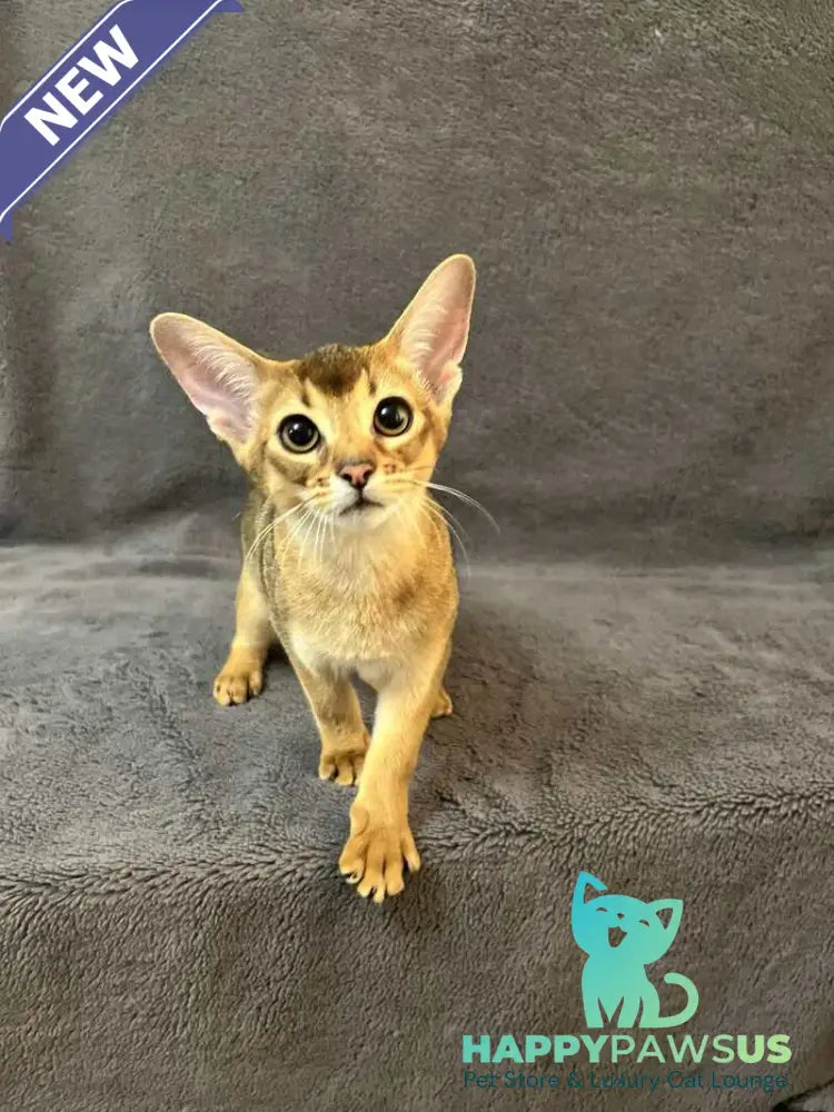 Betti Abyssinian female black - live animals