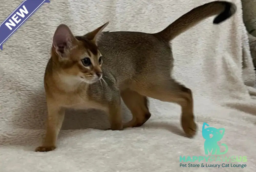Betti Abyssinian female black - live animals