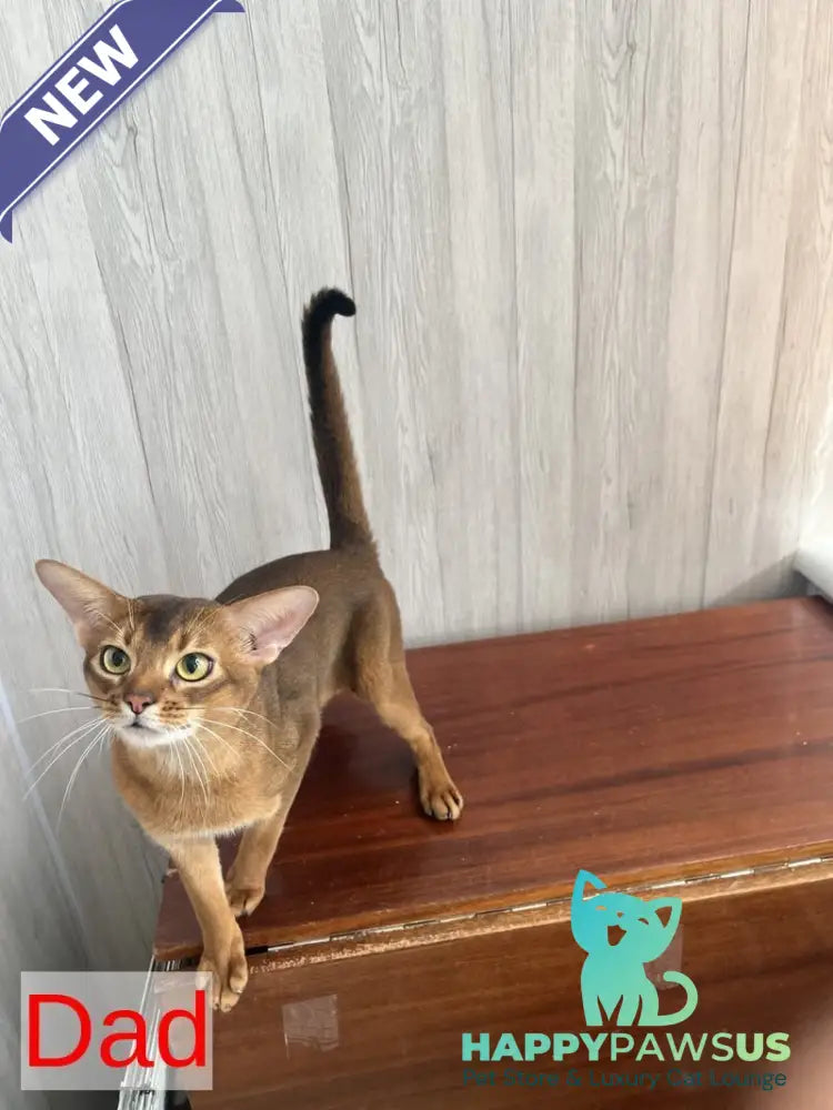 Betti Abyssinian female black - live animals
