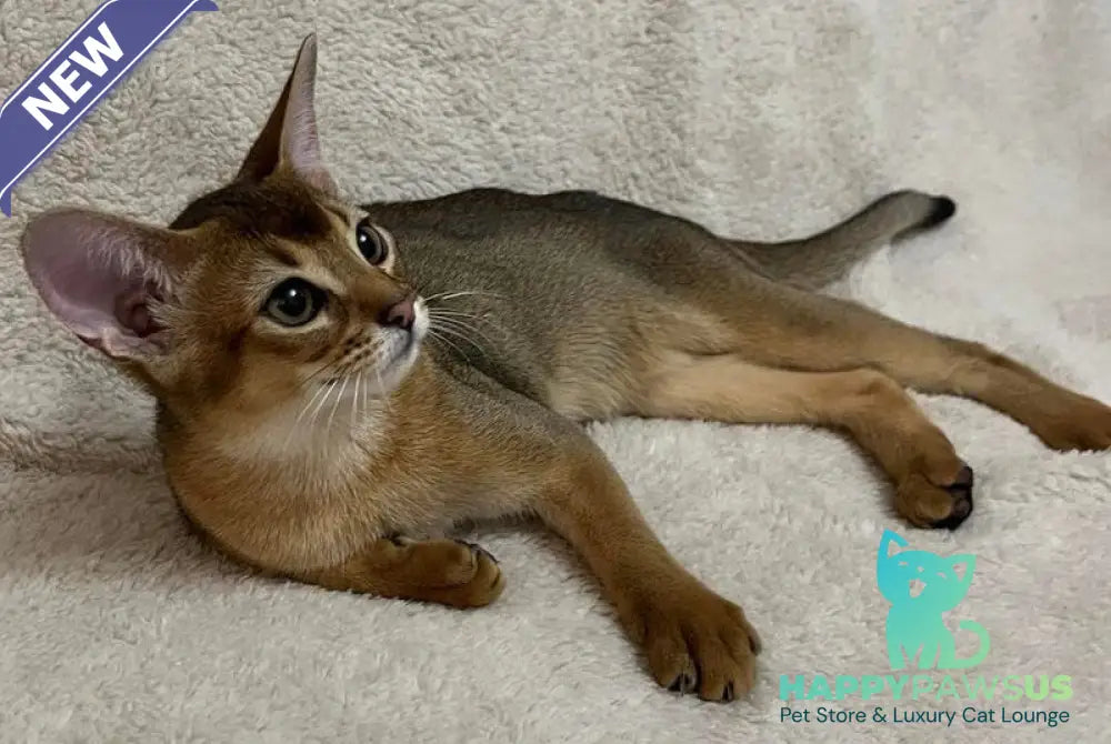 Betti Abyssinian female black - live animals