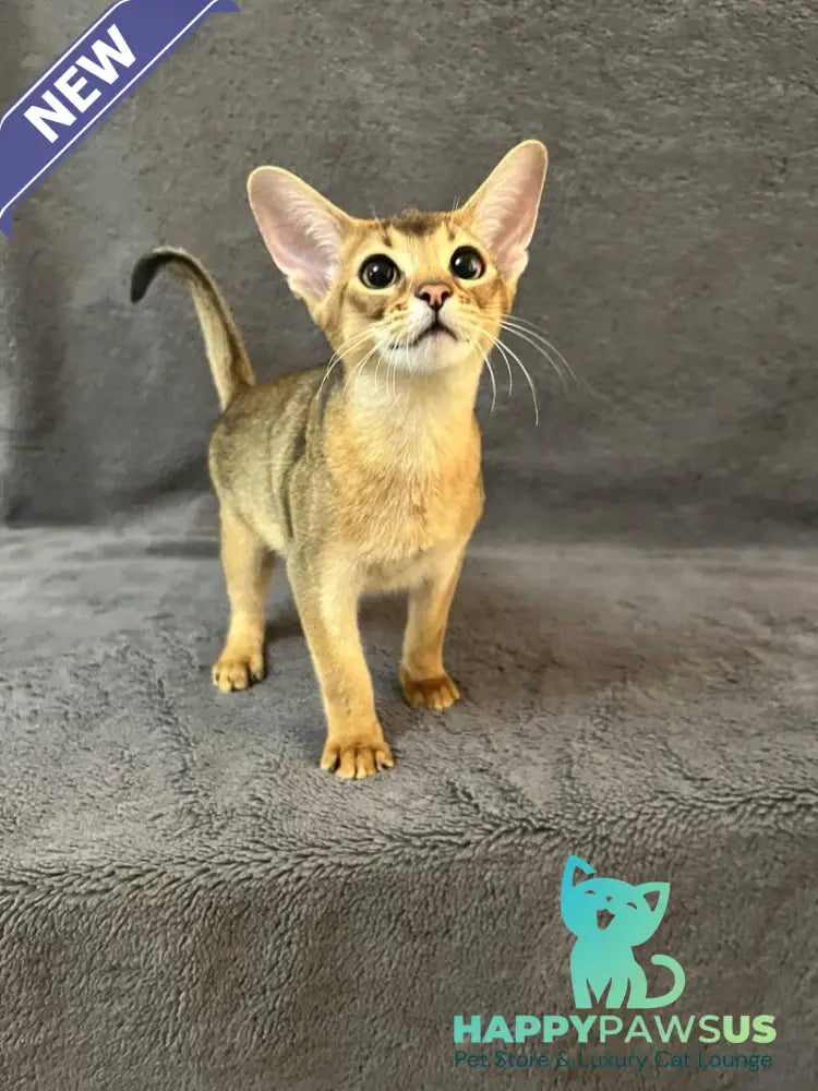 Betti Abyssinian female black - live animals