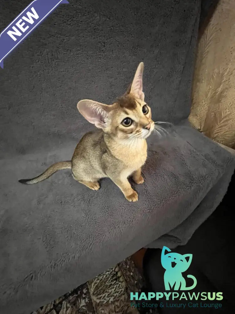 Betti Abyssinian female black - live animals