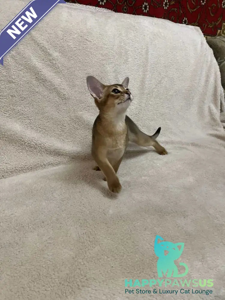 Betti Abyssinian female black - live animals