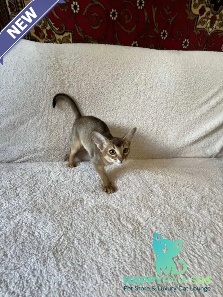 Betti Abyssinian female black - live animals