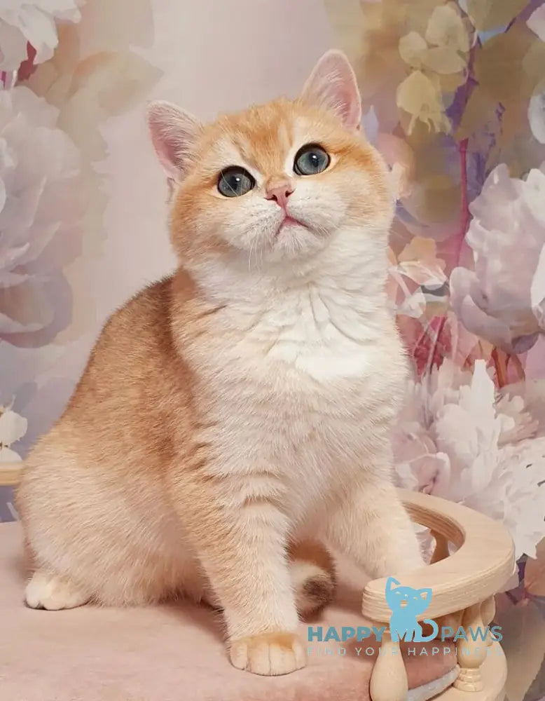 Betti British Shorthair female black golden chinchilla live animals