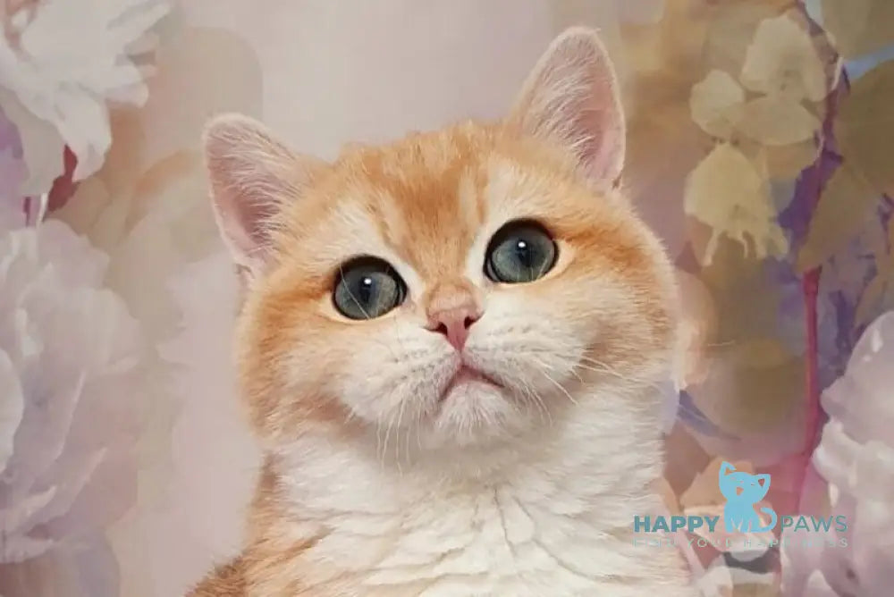 Betti British Shorthair female black golden chinchilla live animals