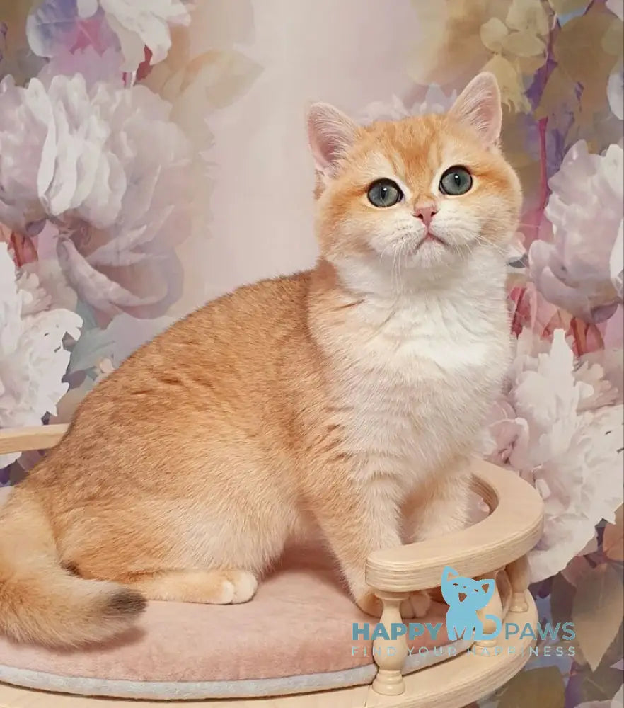 Betti British Shorthair female black golden chinchilla live animals