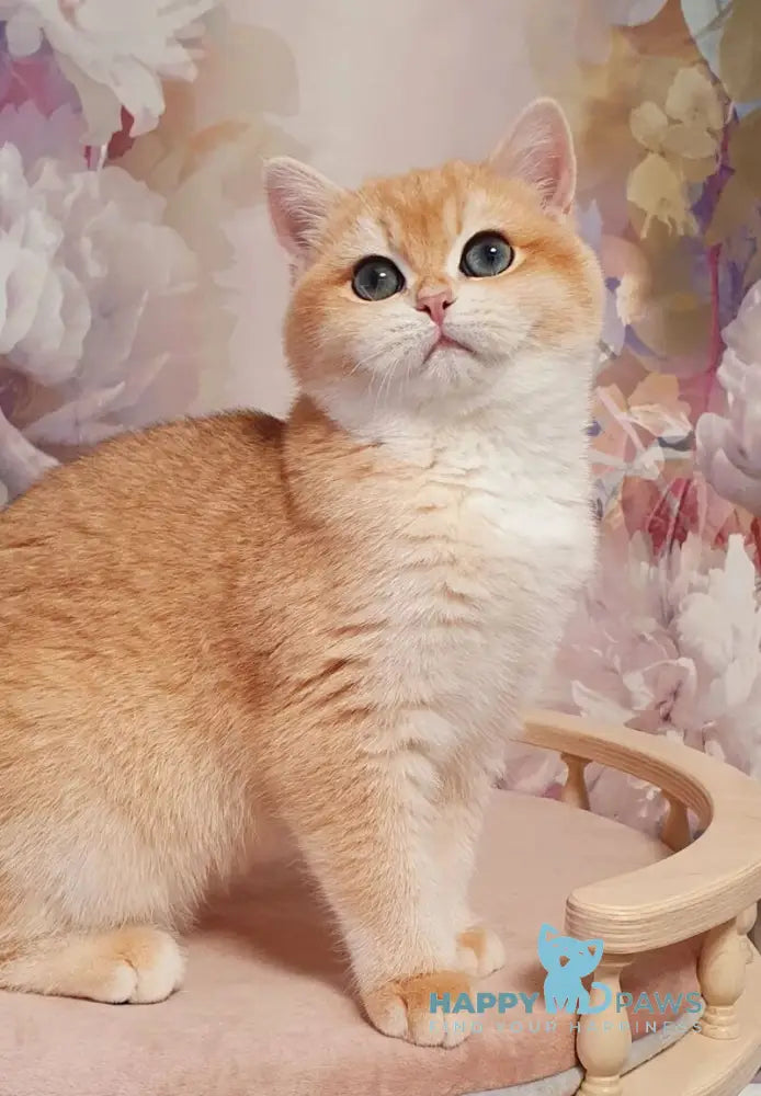 Betti British Shorthair female black golden chinchilla live animals