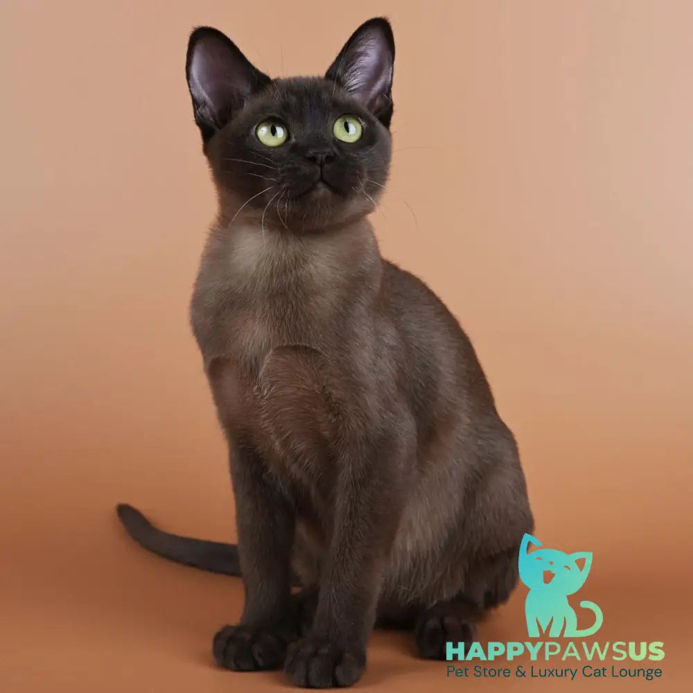 Betti Burmese female black - live animals
