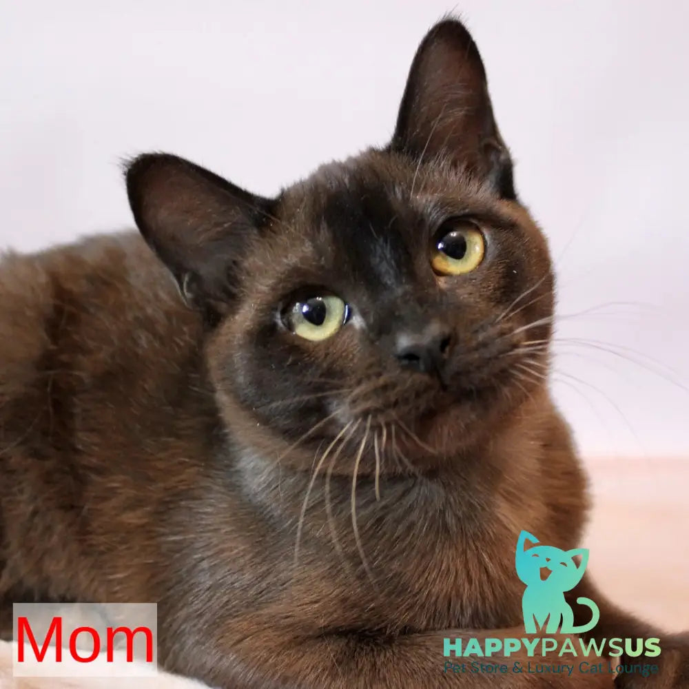 Betti Burmese female black - live animals