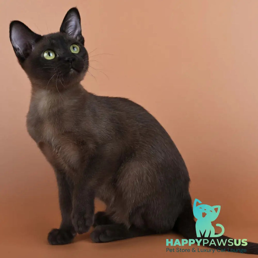Betti Burmese female black - live animals