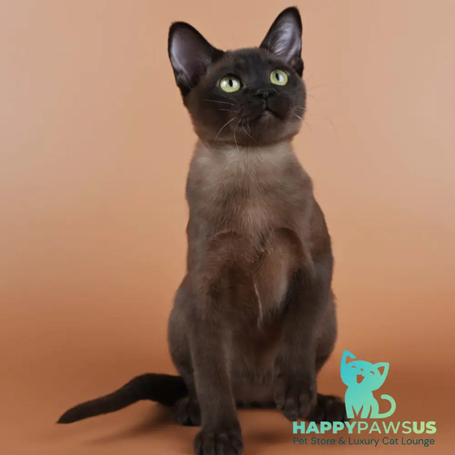Betti Burmese female black - live animals