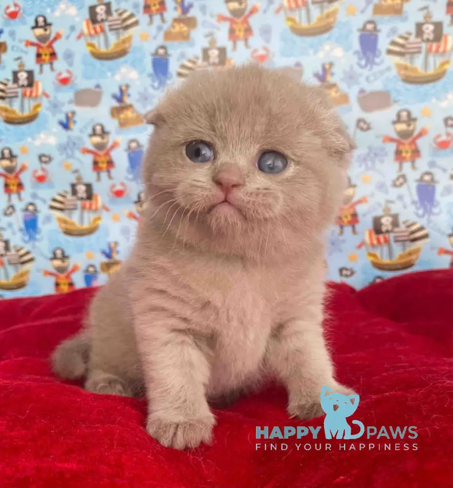 Betti Scottish Fold female lilac live animals