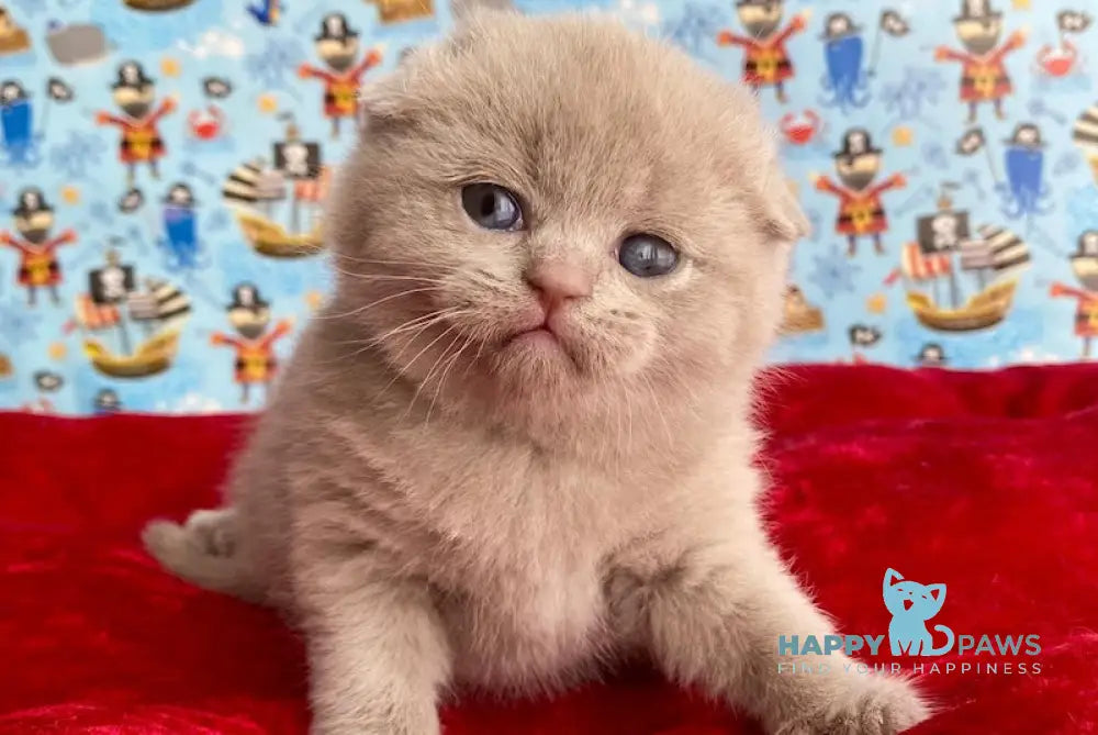 Betti Scottish Fold female lilac live animals