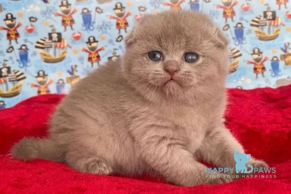 Betti Scottish Fold female lilac live animals
