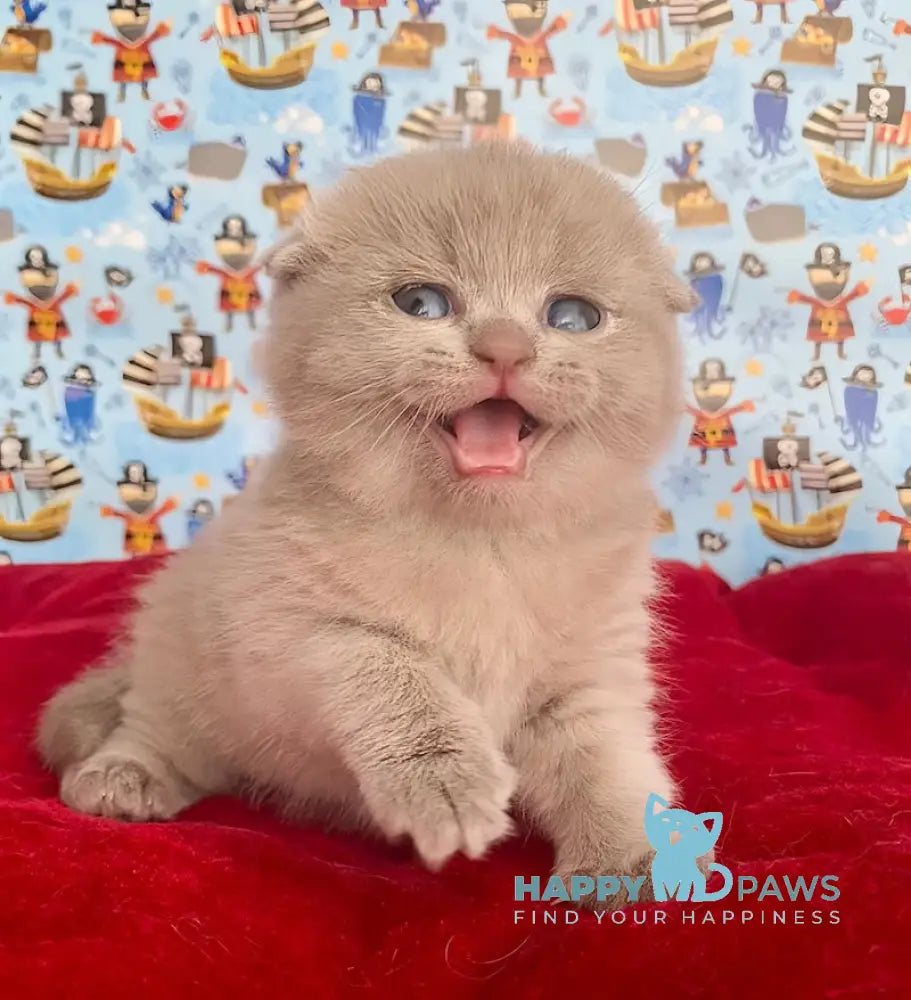 Betti Scottish Fold female lilac live animals