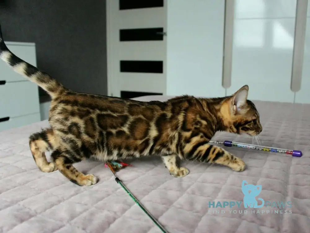 Betty Bengal female black spotted tabby live animals