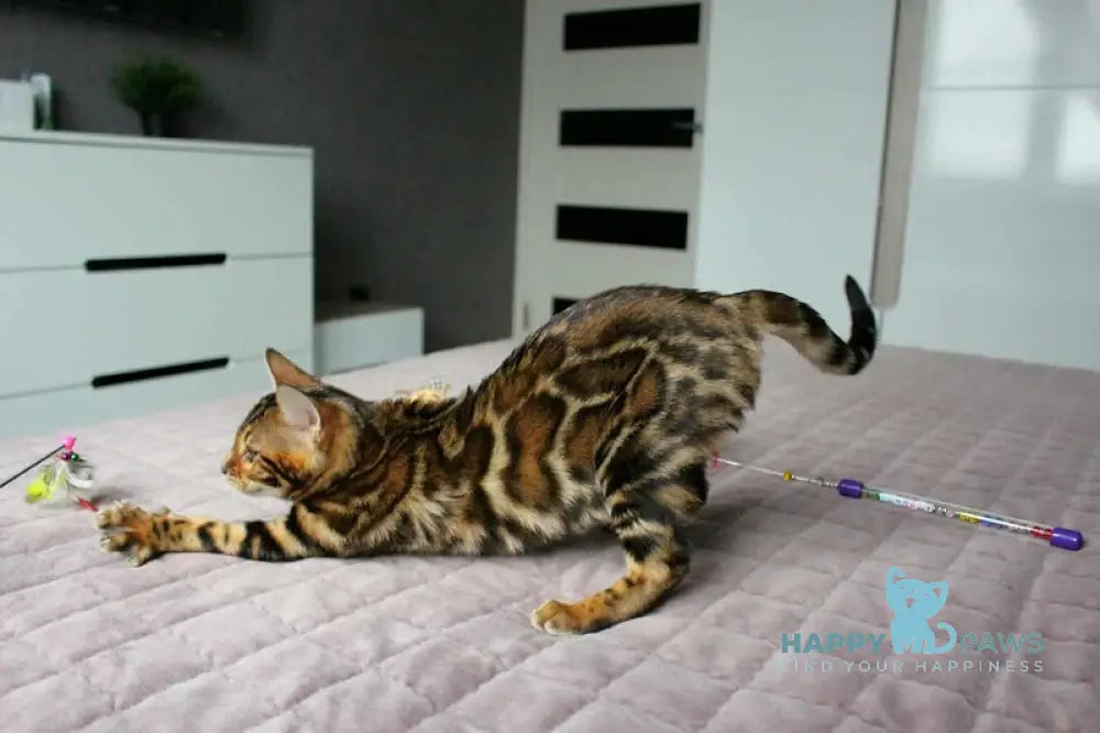 Betty Bengal female black spotted tabby live animals