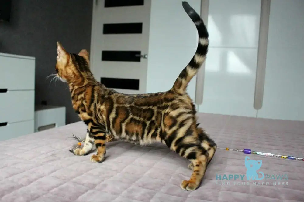 Betty Bengal female black spotted tabby live animals