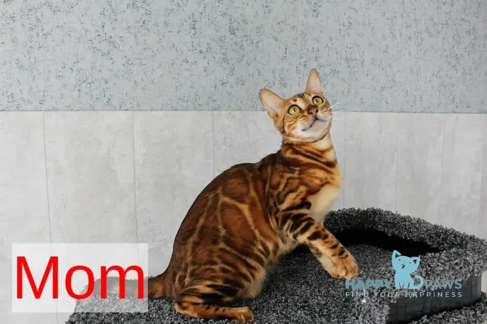 Betty Bengal female black spotted tabby live animals