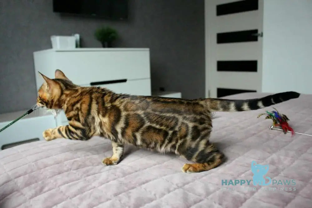 Betty Bengal female black spotted tabby live animals