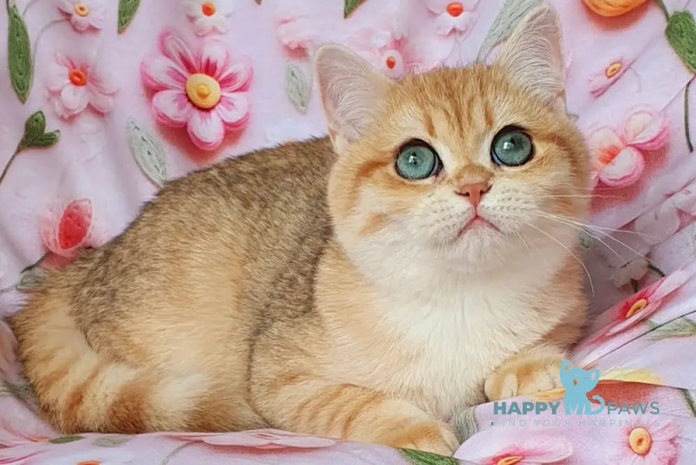 Betty British Shorthair female black golden spotted tabby live animals