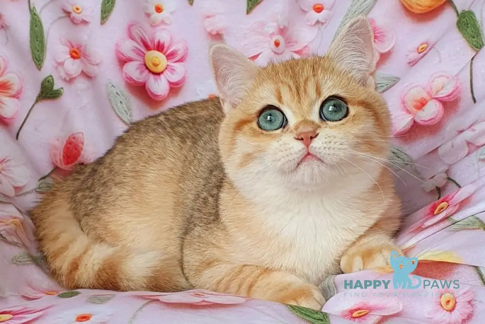 Betty British Shorthair female black golden spotted tabby live animals