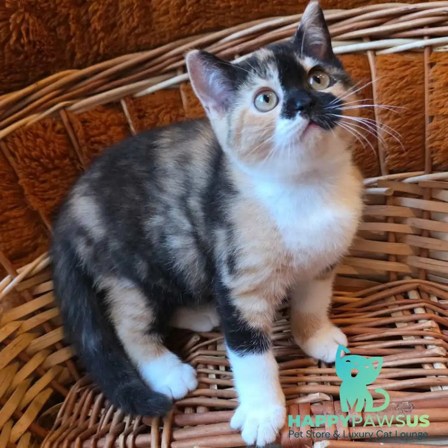 Betty British Shorthair female black tortie bicolour - live animals