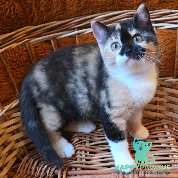 Betty British Shorthair female black tortie bicolour - live animals