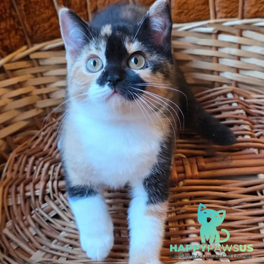Betty British Shorthair female black tortie bicolour - live animals