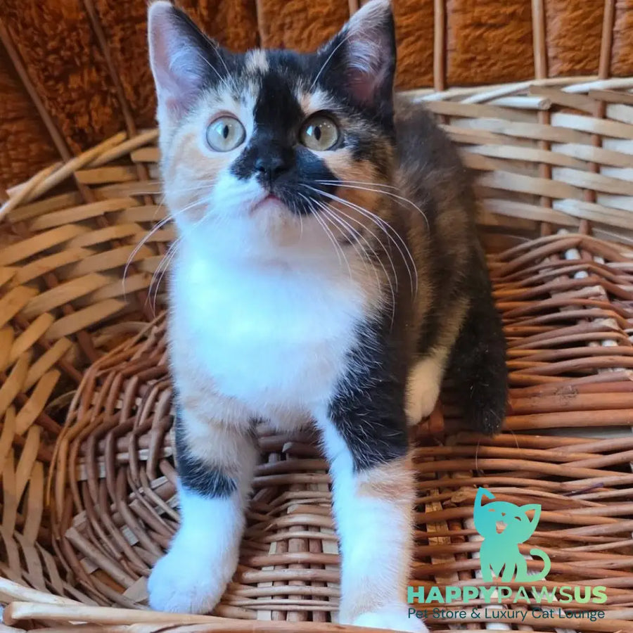Betty British Shorthair female black tortie bicolour - live animals