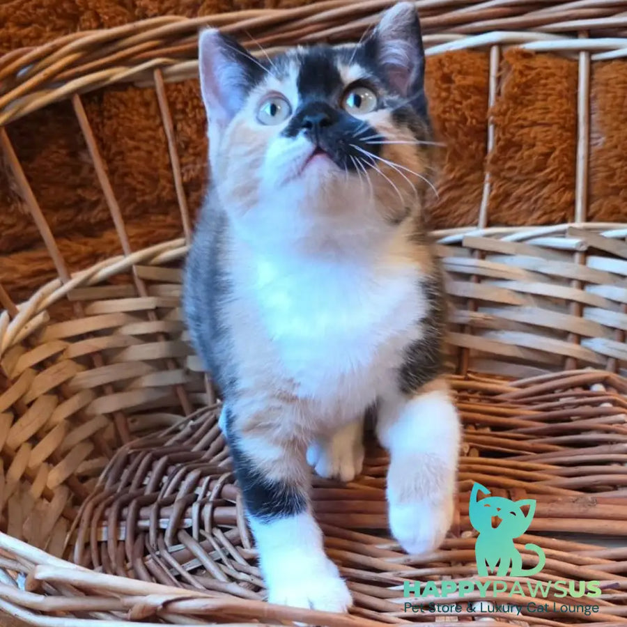 Betty British Shorthair female black tortie bicolour - live animals