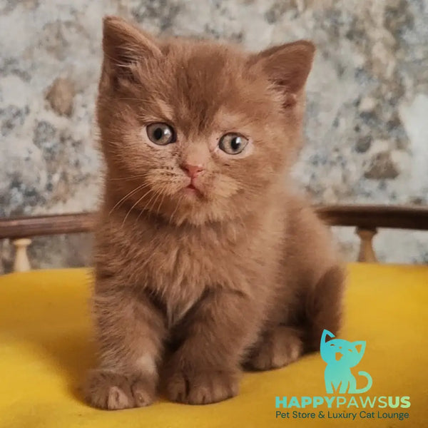 Betty British Shorthair female cinnamon - live animals