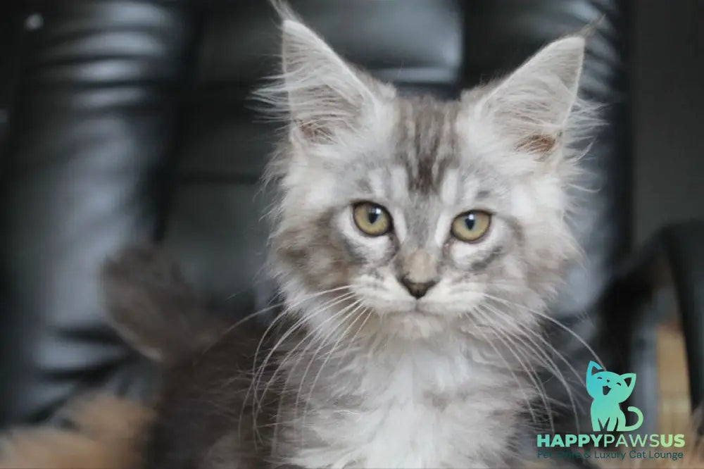 Betty Maine Coon female blue silver tabby - live animals