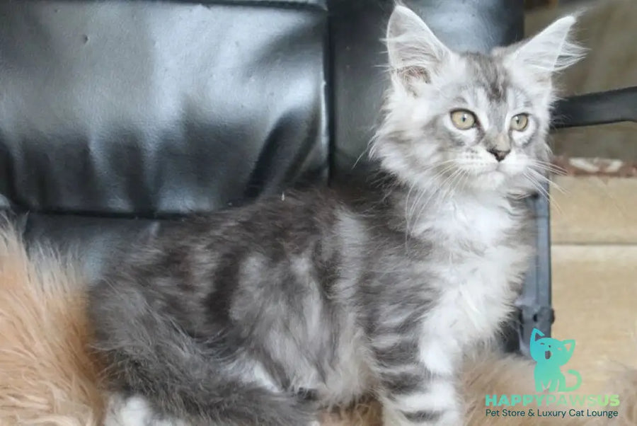 Betty Maine Coon female blue silver tabby - live animals