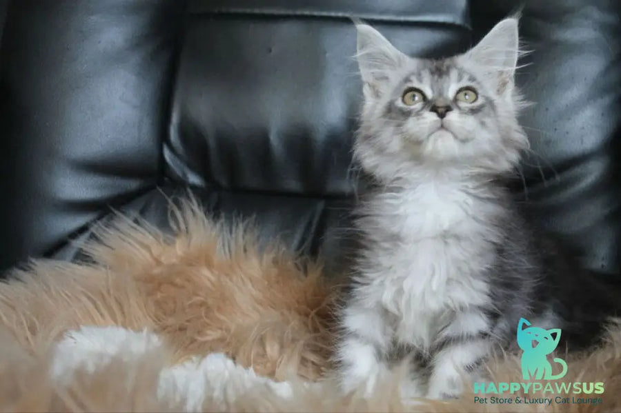 Betty Maine Coon female blue silver tabby - live animals