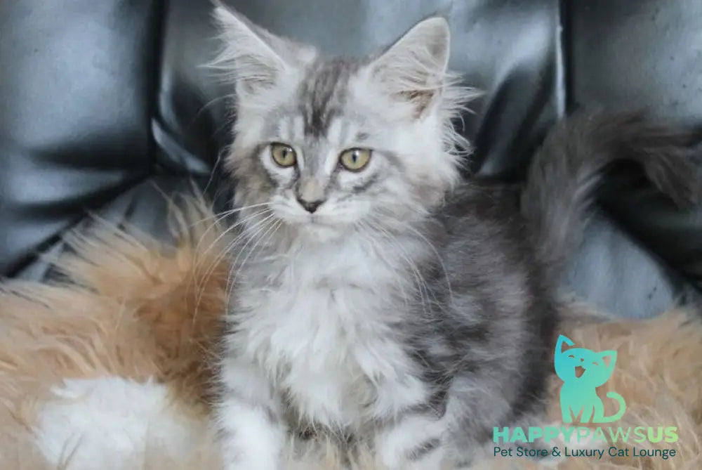 Betty Maine Coon female blue silver tabby - live animals
