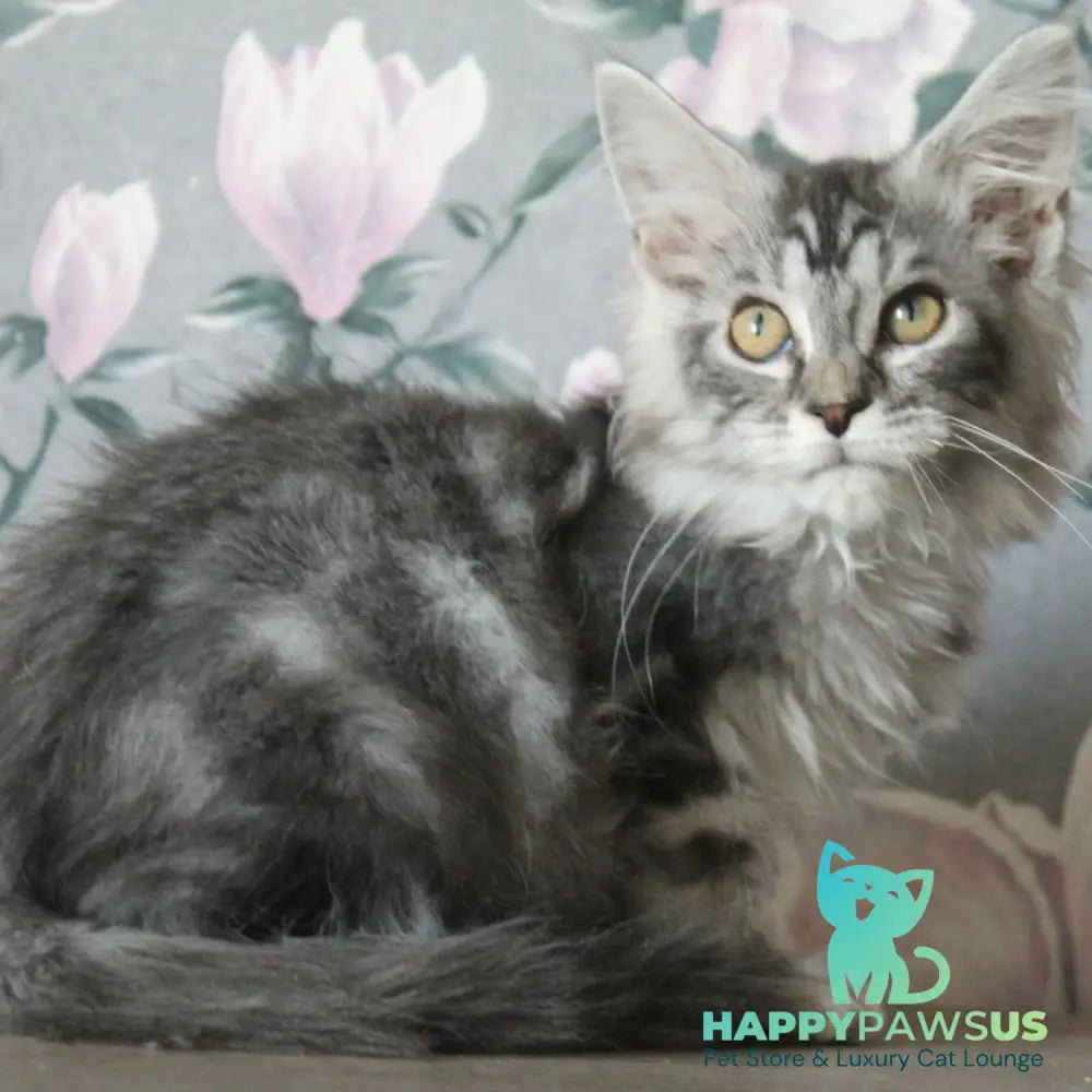 Betty Maine Coon female blue silver tabby - live animals