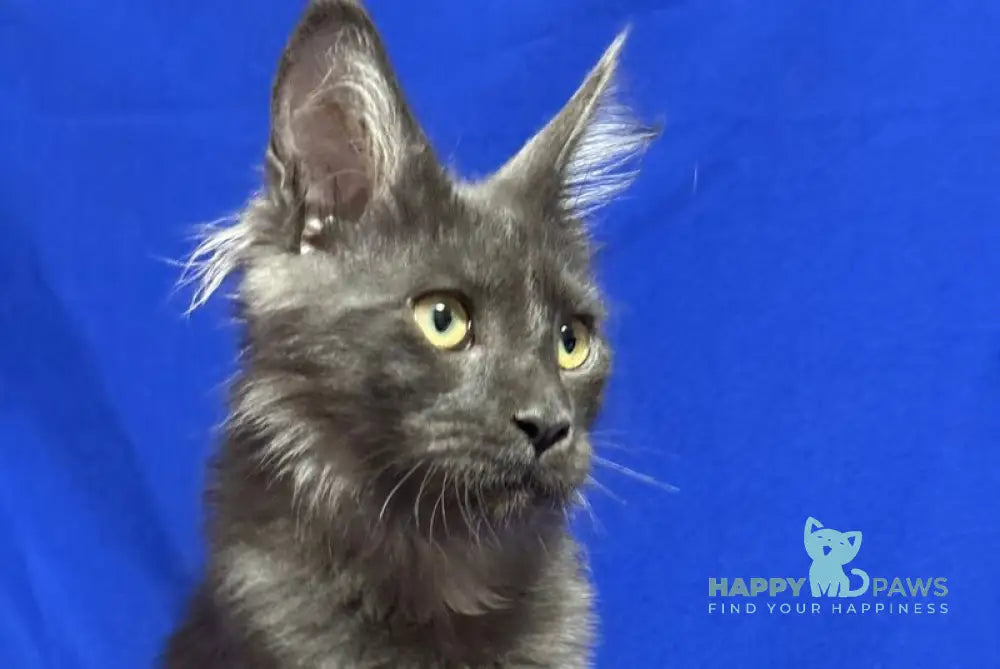 Betty Maine Coon female blue with white live animals