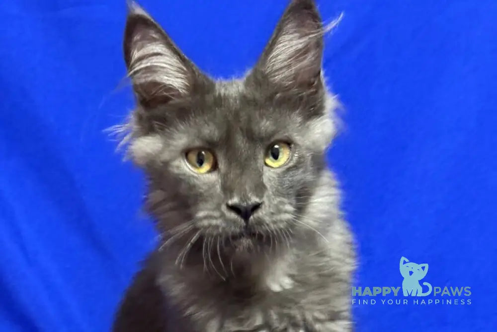 Betty Maine Coon female blue with white live animals