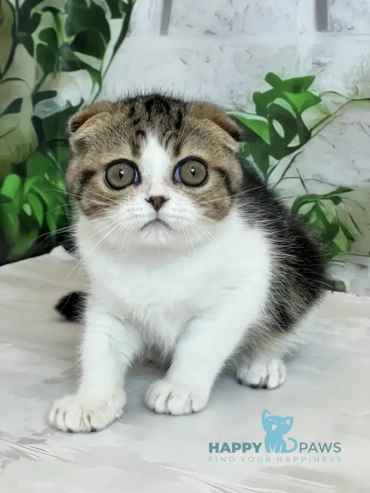 Betty Scottish Fold female black tabby bicolour live animals