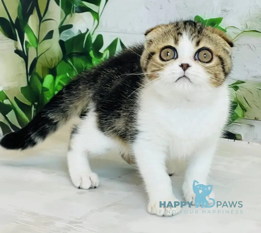 Betty Scottish Fold female black tabby bicolour live animals