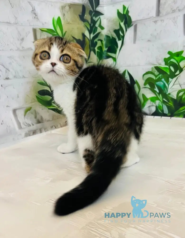 Betty Scottish Fold female black tabby bicolour live animals