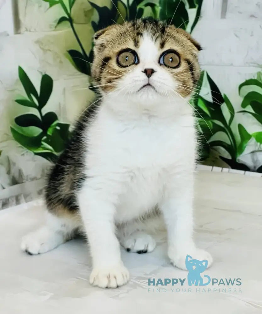 Betty Scottish Fold female black tabby bicolour live animals