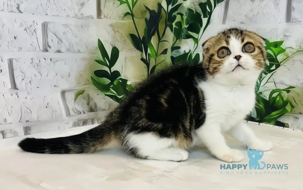 Betty Scottish Fold female black tabby bicolour live animals