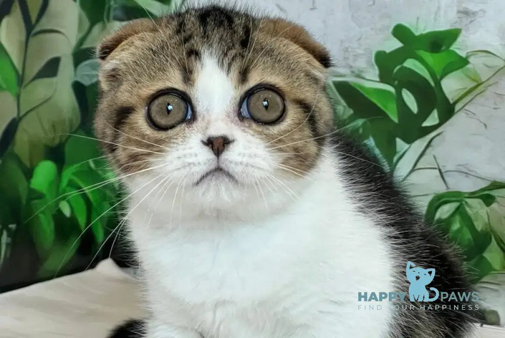 Betty Scottish Fold female black tabby bicolour live animals