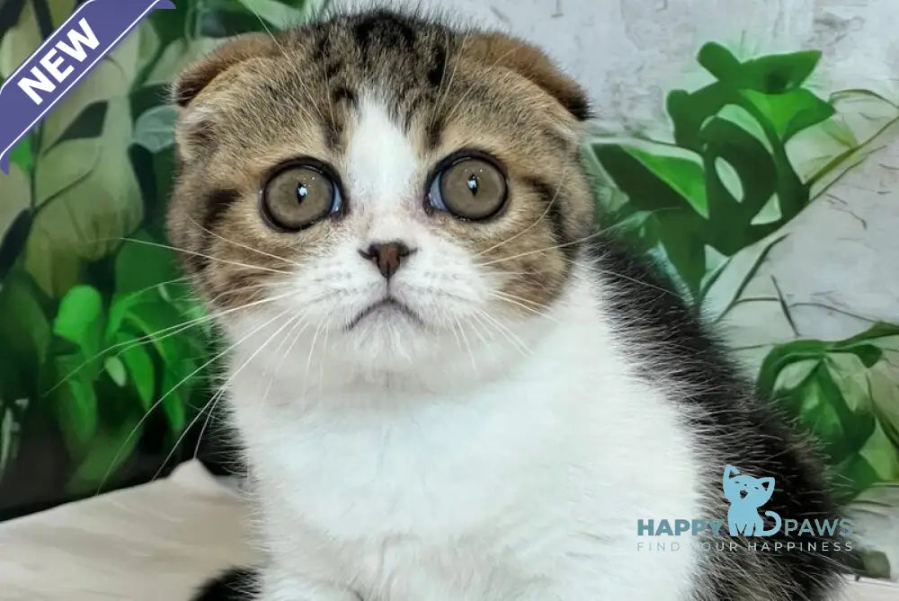 Betty Scottish Fold female black tabby bicolour live animals
