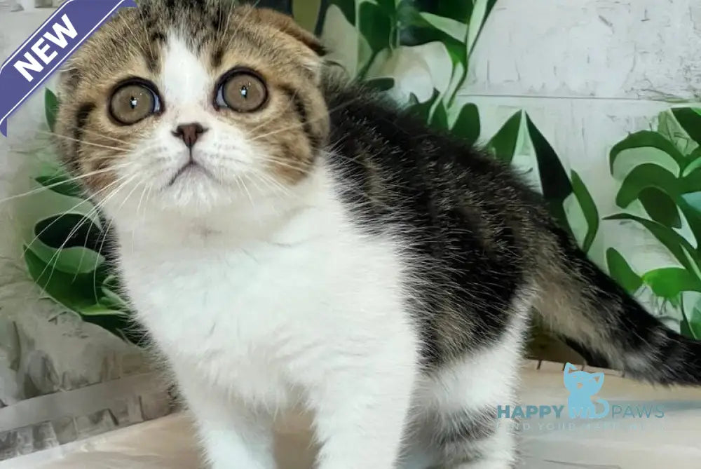Betty Scottish Fold female black tabby bicolour live animals