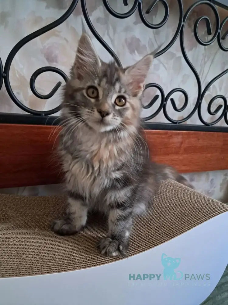 Bety Maine Coon female black tortie tabby live animals
